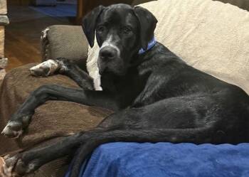 Ozzy -  Great Dane Dog for Adoption in Larkspur, Colorado - Ozzy | PetCurious