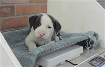 Labrador Retriever and Mixed Breed Dogs Available for Adoption in Houston, Texas - A2072089 | PetCurious