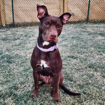 Pit Bull Terrier Dogs Available for Adoption - Kimchi  | PetCurious