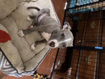 Ruthie -  Pit Bull Terrier Dog for Adoption in Semmes, Alabama - Ruthie | PetCurious