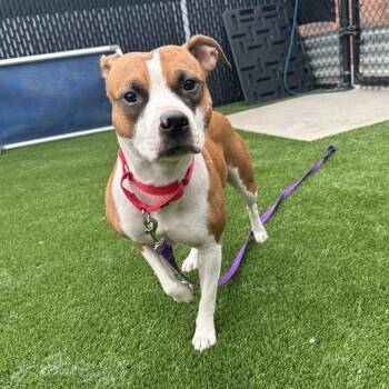 Trini -  Mixed Breed Dog for Adoption in Pittsburgh, Pennsylvania - Trini | PetCurious