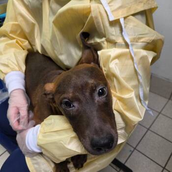 Mixed Breed Dogs Available for Adoption - Sweetums | PetCurious