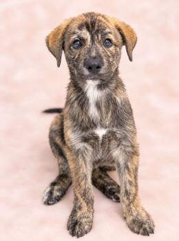 ASHLEY -  Mountain Cur and Labrador Retriever Dog for Adoption in West Haven, Connecticut - ASHLEY | PetCurious