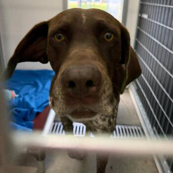 Rooster -  German Shorthaired Pointer Dog for Adoption in Wadena, Minnesota - Rooster | PetCurious