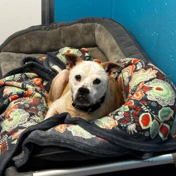 Mixed Breed Dogs Available for Adoption - Rufus | PetCurious