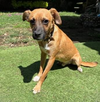 Charlie -  Terrier and Chihuahua Dog for Adoption in San Francisco, California - Charlie | PetCurious