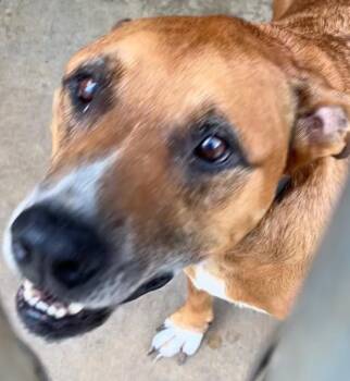 Miles -  Shepherd Dog for Adoption in Elizabethton, Tennessee - Miles | PetCurious