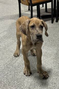 Great Dane Dogs Available for Adoption - Maybe Pending. Toby  | PetCurious