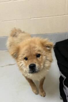 Chow Chow Dogs Available for Adoption - Kefira | PetCurious