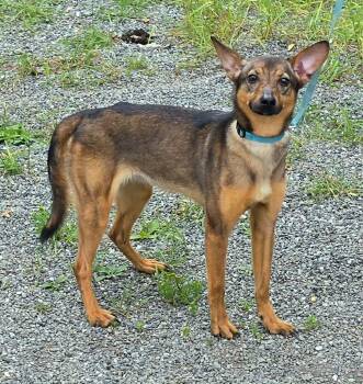 Pebbles -  Shiba Inu Dog for Adoption in Anchorage, Alaska - Pebbles | PetCurious