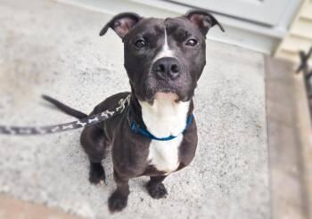 Pit Bull Terrier Dogs Available for Adoption in Caldwell, New Jersey - Colby | PetCurious