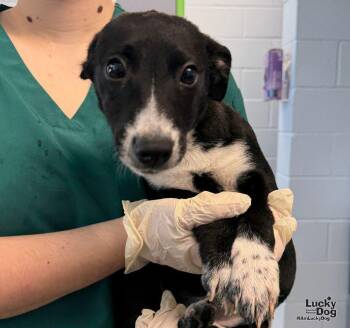 Gremlin -  Beagle and Cattle Dog Dog for Adoption in Washington, District Of Columbia - Gremlin | PetCurious
