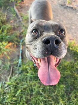 Trudie -  Pit Bull Terrier Dog for Adoption in Chicago, Illinois - Trudie | PetCurious