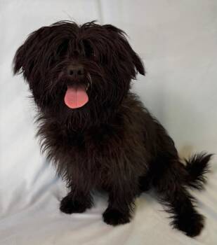 Shih Tzu Dogs Available for Adoption in Columbus, Nebraska - Hercules | PetCurious