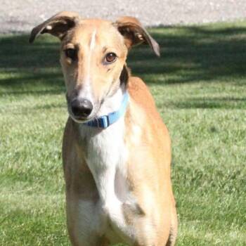 Rescue Greyhound and Coonhound Dogs for Adoption in Goshen, Indiana - Jack | PetCurious