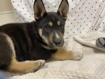 Husky and Mixed Breed Dogs Available for Adoption in Modesto, California - A609897 | PetCurious