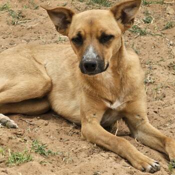 Rescue Shepherd Dogs for Adoption in Midland, Texas - Etta | PetCurious