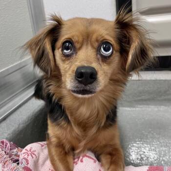 Papillon and Chihuahua Dogs Available for Adoption in Chicago, Illinois - Pigeon | PetCurious