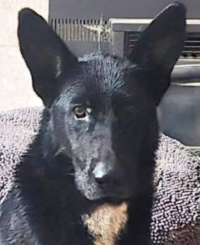 Onyx -  German Shepherd Dog Dog for Adoption in Phoenix, Arizona - Onyx | PetCurious