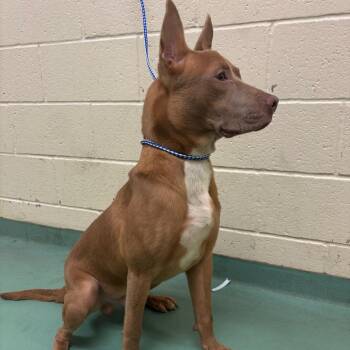 Flynn -  Mixed Breed Dog for Adoption in Memphis, Tennessee - Flynn | PetCurious