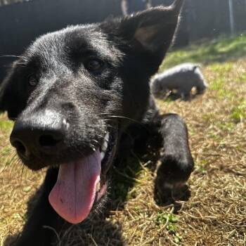 Shepherd Dogs Available for Adoption in Blue Ridge, Georgia - Latte | PetCurious