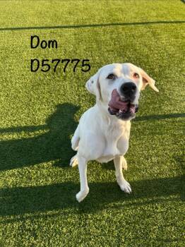 Dom -  Dogo Argentino Dog for Adoption in Clarksville, Tennessee - Dom | PetCurious
