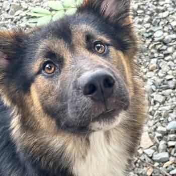 Zamboni -  Shepherd Dog for Adoption in Wake Forest, North Carolina - Zamboni | PetCurious