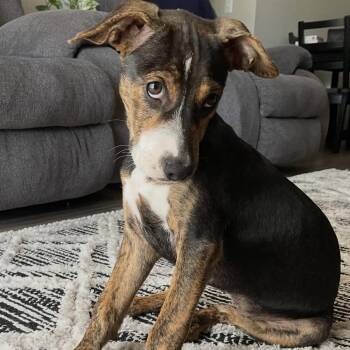 Piper -  American Staffordshire Terrier and Boxer Dog for Adoption in Calabash, North Carolina - Piper | PetCurious