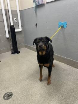 BROOKLYN -  Rottweiler Dog for Adoption in Las Vegas, Nevada - BROOKLYN | PetCurious
