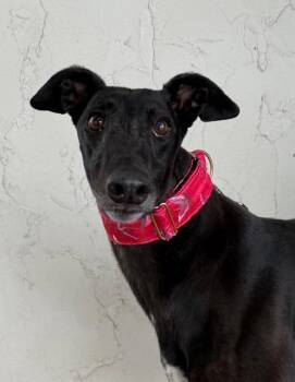 Rescue Greyhound Dogs for Adoption in Coon Rapids, Minnesota - Selma | PetCurious