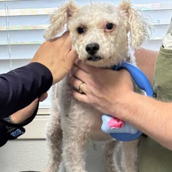 Jessie -  Miniature Poodle and Mixed Breed Dog for Adoption in Corvallis, Oregon - Jessie | PetCurious