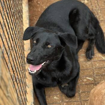 Shepherd Dogs Available for Adoption in Columbia, South Carolina - Houdini | PetCurious