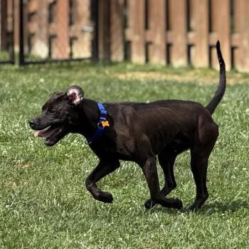 Nolan -  Chocolate Labrador Retriever and Mixed Breed Dog for Adoption in Avon, Ohio - Nolan | PetCurious