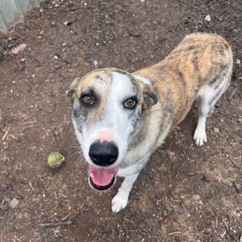 Catahoula Leopard Dog and Mixed Breed Dogs Available for Adoption in Kyle, Texas - CALI | PetCurious