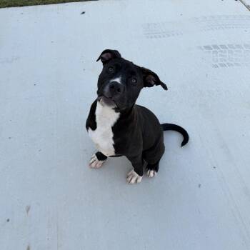American Staffordshire Terrier and American Bulldog Dogs Available for Adoption in Haslet, Texas - Holly | PetCurious