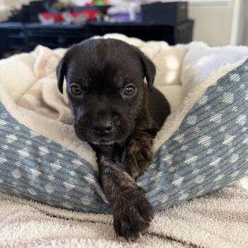 Mixed Breed Dogs Available for Adoption - Savannah Sour | PetCurious