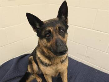 German Shepherd Dog Dogs Available for Adoption - PEPPER | PetCurious