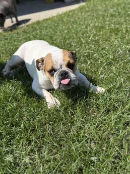 Tilli -  English Bulldog Dog for Adoption in Lutz, Florida - Tilli | PetCurious