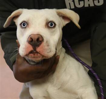 Mixed Breed Dogs Available for Adoption - HUNTER | PetCurious