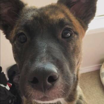 Mountain Cur Dogs Available for Adoption - Duke X (New Digs) | PetCurious