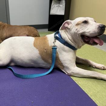 Pit Bull Terrier Dogs Available for Adoption - Barki | PetCurious