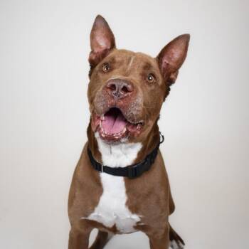 Sumo -  American Bulldog Dog for Adoption in West Palm Beach, Florida - Sumo | PetCurious
