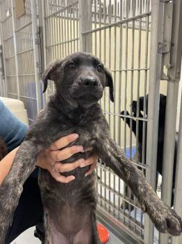 TIXIE MATTEL* -  Labrador Retriever and Mixed Breed Dog for Adoption in Santa Cruz, California - TIXIE MATTEL* | PetCurious