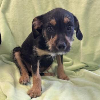 Espresso -  Chihuahua Dog for Adoption in Long Beach, California - Espresso | PetCurious