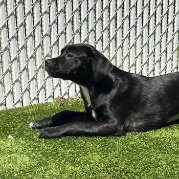 Mixed Breed and None Dogs Available for Adoption in Bedford, New Hampshire - Aspen | PetCurious