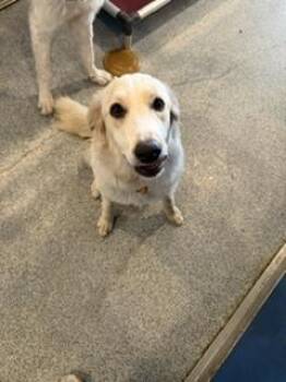 Lulu -  Great Pyrenees and Golden Retriever Dog for Adoption in Bartlesville, Oklahoma - Lulu | PetCurious