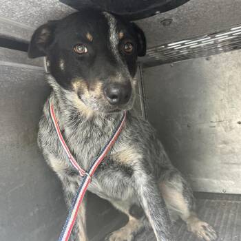 Australian Cattle Dog Blue Heeler Dogs Available for Adoption in Edinburg, Texas - Darth Vader | PetCurious