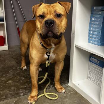 Big Mack -  Pit Bull Terrier Dog for Adoption in Manhattan, Kansas - Big Mack | PetCurious