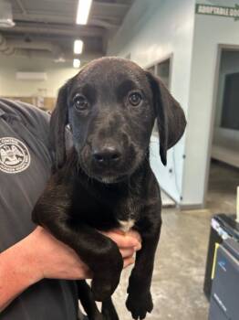 Walnut -  Catahoula Leopard Dog and Labrador Retriever Dog Available for Adoption in Gautier, Mississippi - Walnut | PetCurious