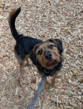 Griffin -  Airedale Terrier and Mixed Breed Dog for Adoption in Bellevue, Washington - Griffin | PetCurious